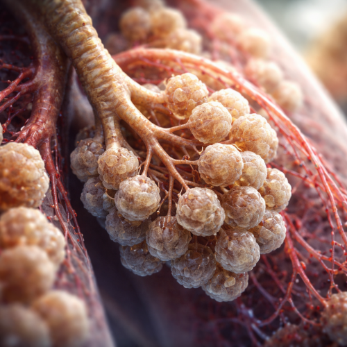 Структурно функціональна одиниця легень